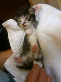 Tiny kitten being held in a towel 