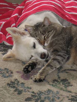 White dog and tabby cat cuddling together on a rug