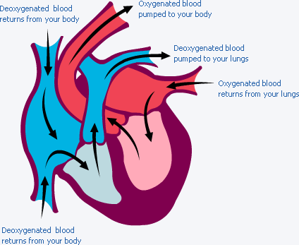 Diagram of the normal heart.