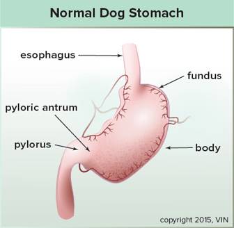 Diagram of a normal canine stomach