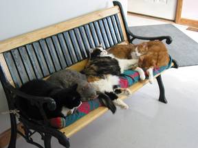 Photo of lots of kitties on a bench