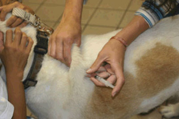 Dog receiving an insulin injection via syringe. One person is holding the head of the dog supportively, and the second person gives the injection into a fold of skin over the shoulder blades.