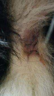 Healed perianal area after several months of cyclosporine therapy.