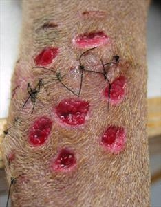 Photo of granulation tissue