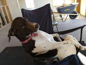 Brown and white dog sitting on a porch chair