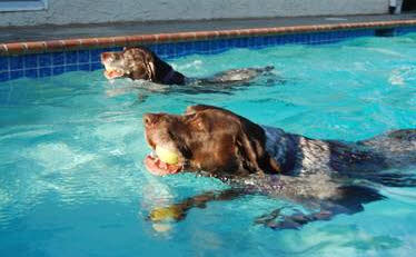 Photo of two dogs swimming in pool 