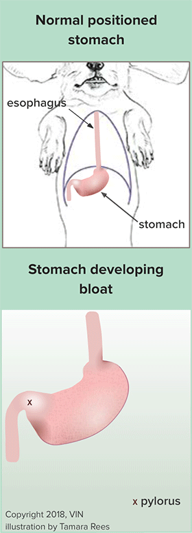 Illistrations showing stomach deveoping bloat