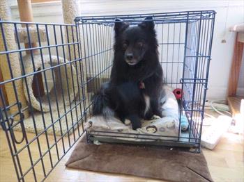 dog in open crate
