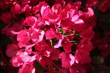 Clustered dark pink/reddish flowers that grow on a shrub
