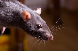 Photo of a grey mouse