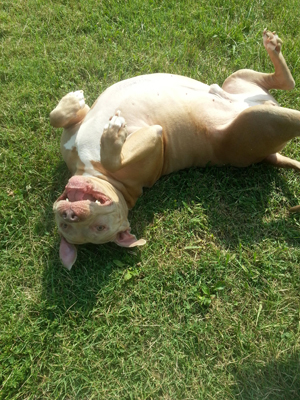 Happy dog sunning belly up