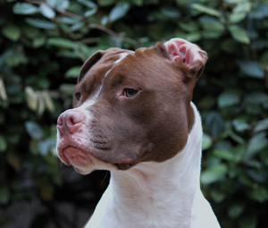 Head profile of brown and white pitbull