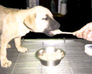 Lab-type puppy being fed with a spoon 