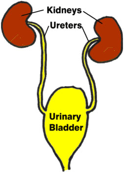  Renal canal illustration