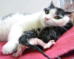 Photo of mother cat with newborn kitten 
