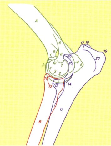 Mediolateral view