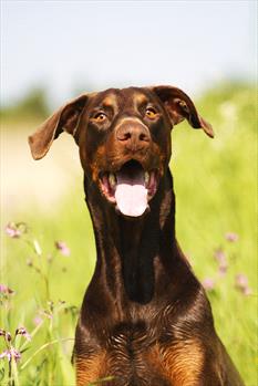 Red doberman with natural ears in grass 