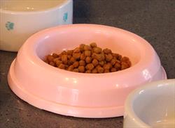Cat bowl with food and two emplu bowls 