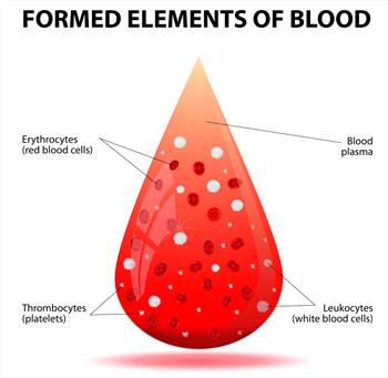 Diagram of formed elements of blood; red blood cells, platelets, white blood cells, and blood plasma.