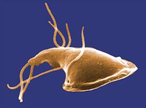 Photo showing the upper surface of a Giardia protozoan that had been isolated from a rat’s intestine