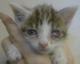 Image of a kitten with herpes conjuctivitis