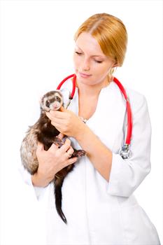 Doctor holding a ferret.