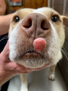 Photo of a tan and white bully breed mix with a round, ball-shaped mast cell tumor on lip.