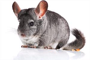 Chinchillas - Veterinary Partner - VIN