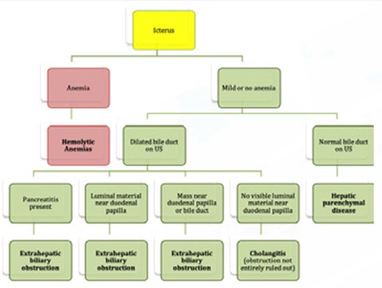 An Algorithmic Approach to Diagnosing Icterus in the Dog Using ...