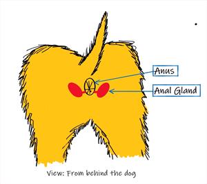 vin giardia handout