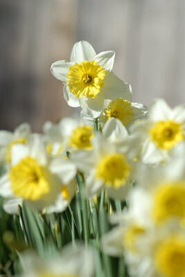 Flowers that grow on one stem per flower, white petals on outside, yellow petals in the center of the flower.
