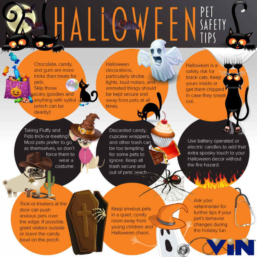 Halloween Pet Safety Tips - Vin