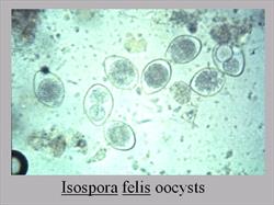Isospora felis oocysts viewed on microscope. Egg-shaped immature life stage of this protozoan species 