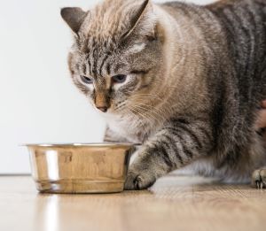 Grey tabby mix (cat) pawing at food bowl