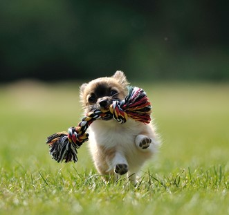 Puppy running with rope toy