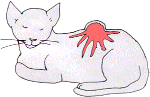Drawing of grey cat with large tumor on back showing spread under the skin.