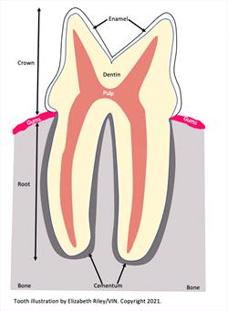 Diagram of a tooth