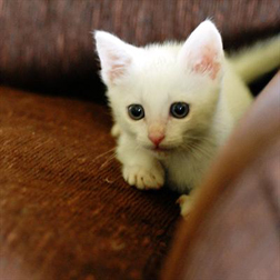 Photo of white kitten