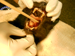 Photo of cat with open mouth showing a tongue squanoma