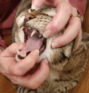 Photo of a cat's mouth being held open by two hands