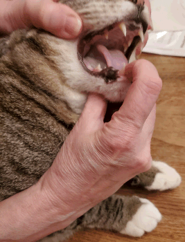 Photo of a cat's tongue being held by two hands