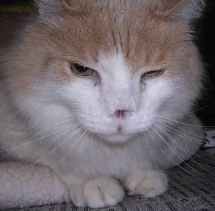 Image of a cat after the nasal squamous cell carcinoma has been removed