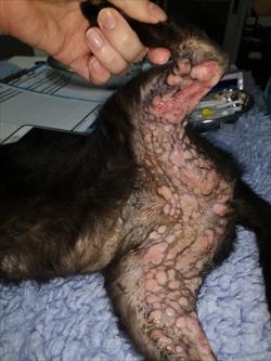 Cat with eosinophilic granuloma on legs and groin area.