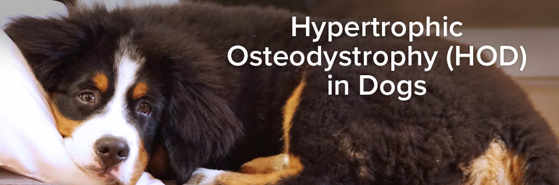 Dog with Hypertrophic Osteodystrophy