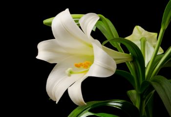 Large white lily with elongated leaves, yellow stamen.