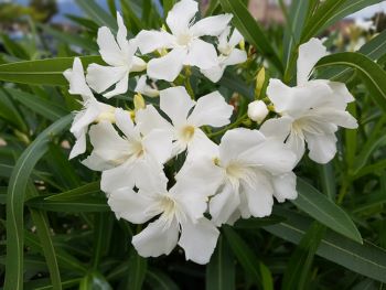 Small white flowers that grown in bunches shown here. Oleander also occurs in other colors like pink.