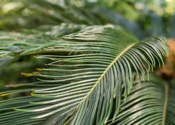 Sago palms are palms that have glossy leaves that almost appear feather-like.