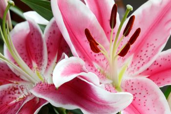Picture of Star Gazer Lily- Pink and white freckled flower with large stamen in the middle of flowers. 