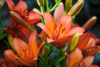 Bright orange lilies.
