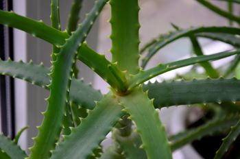 Succulent with elongated slender, fleshy leaves with some spines on either side of the leaves.